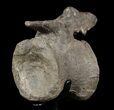 Bargain, Diplodocus Vertebrae On Stand - Restored Process #51390-2